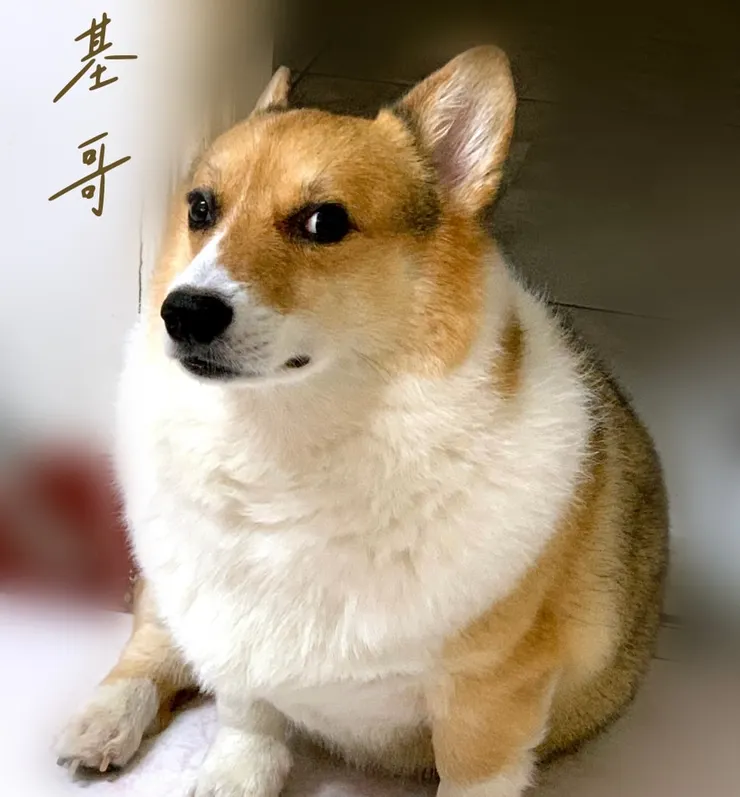 基哥生前(基哥媽媽提供)