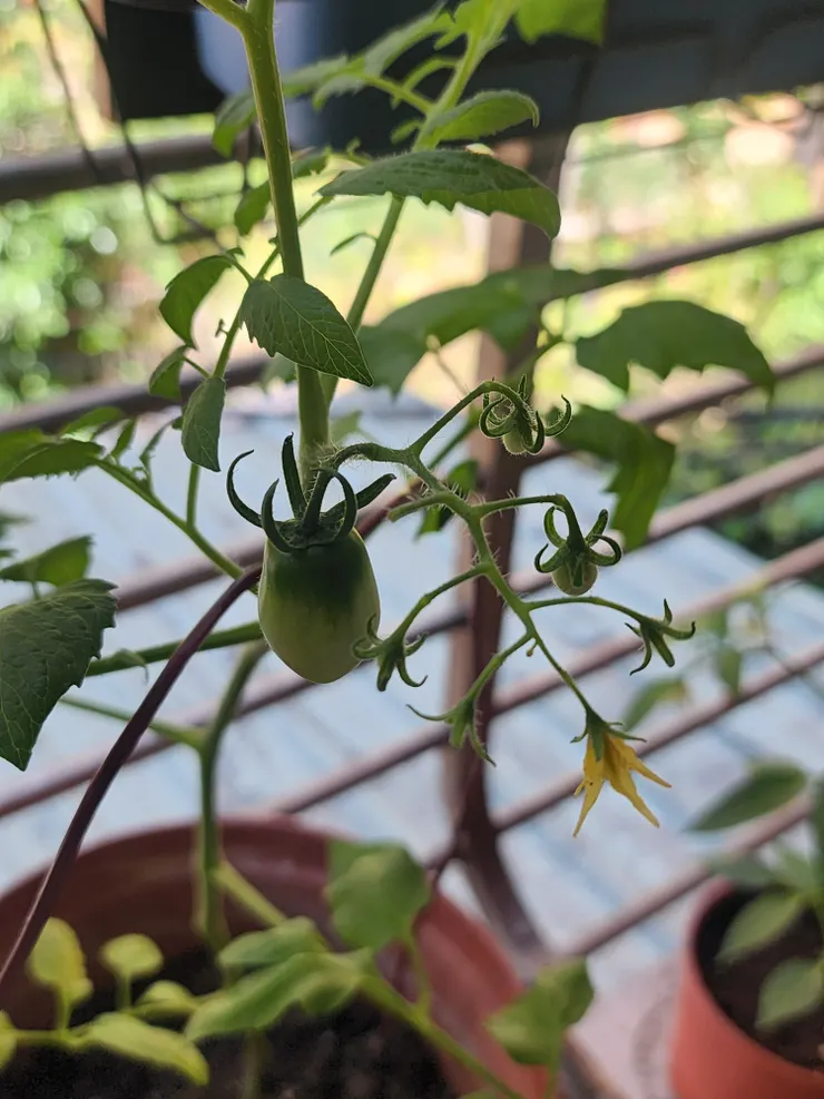 綠白的小番茄
