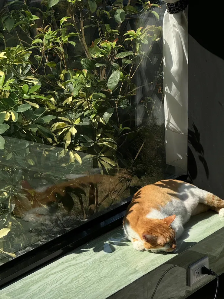 安南區聚餐/包場首選【貓的法小館】療癒系貓咪餐廳必訪！天然自