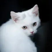 avatar-avatar