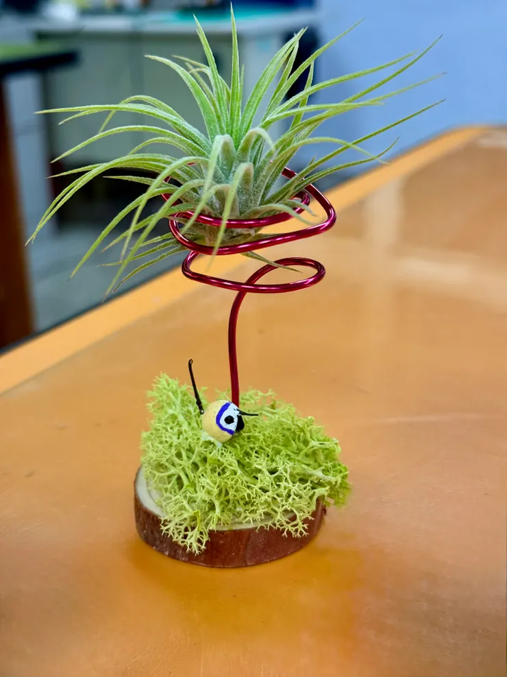 療癒小植物～完成品