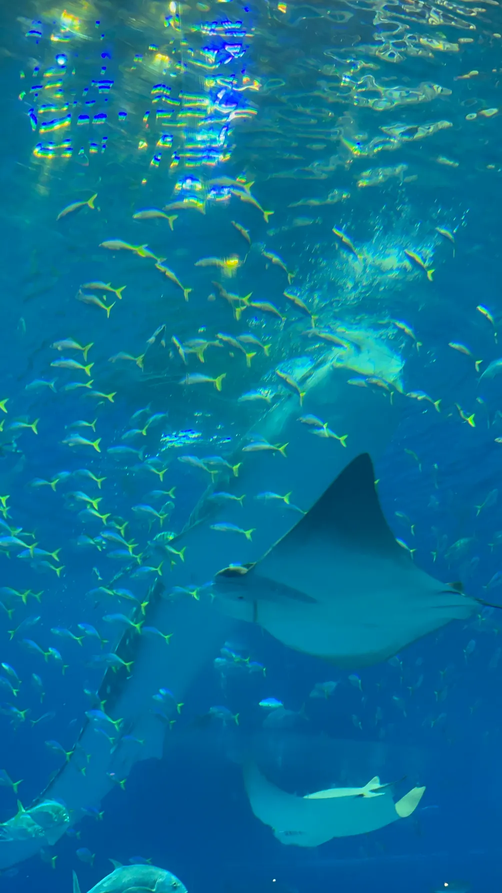 小小鯨鯊的技術分析