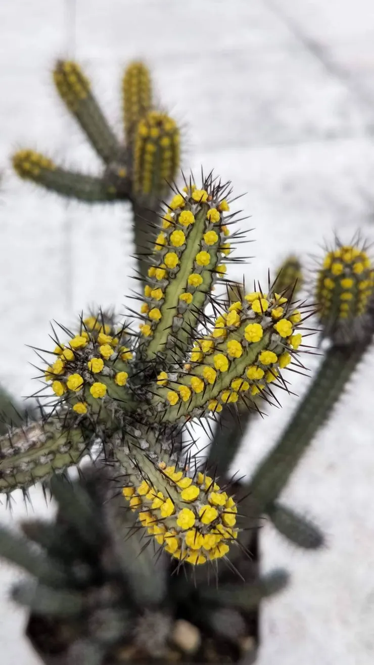 密刺麒麟(Euphorbia baioensis)