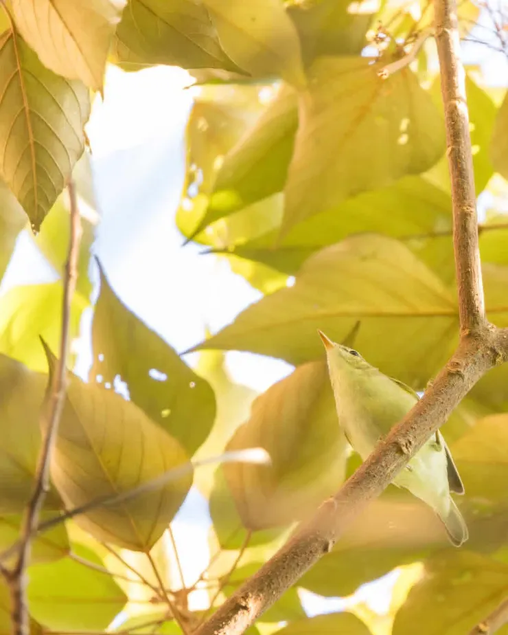 由另一觀鳥者Hugo拍攝