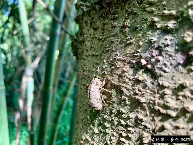 北漂長住。獨角仙