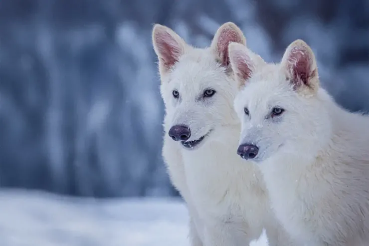 圖片來源:Colossal Biosciences