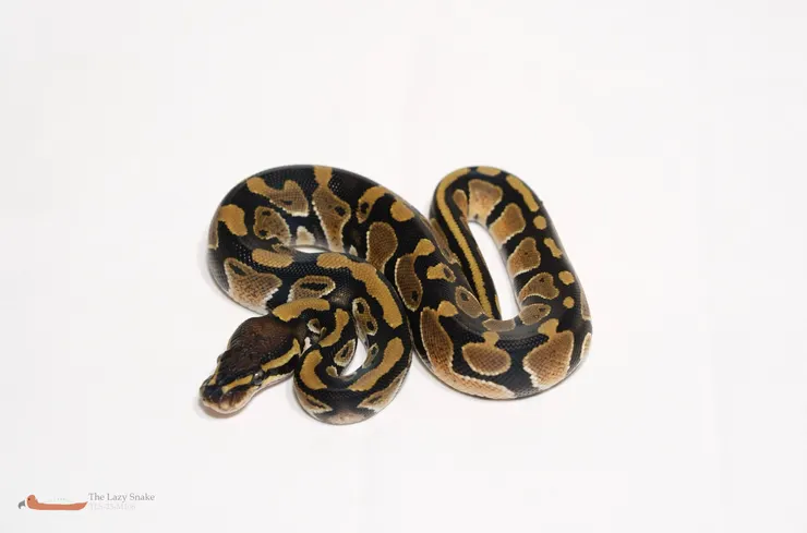 Normal het Pied 50% het Albino