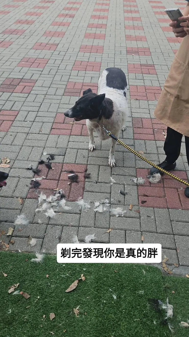 幫牛牛剃毛