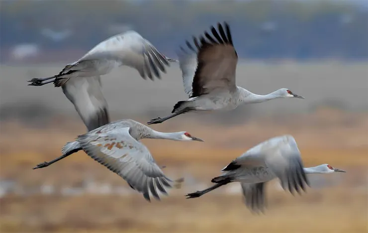 亞利桑那州威爾科克斯Willcox成群沙丘鶴遷徙飛舞的場面蔚為壯觀。圖：Brian G. Presc