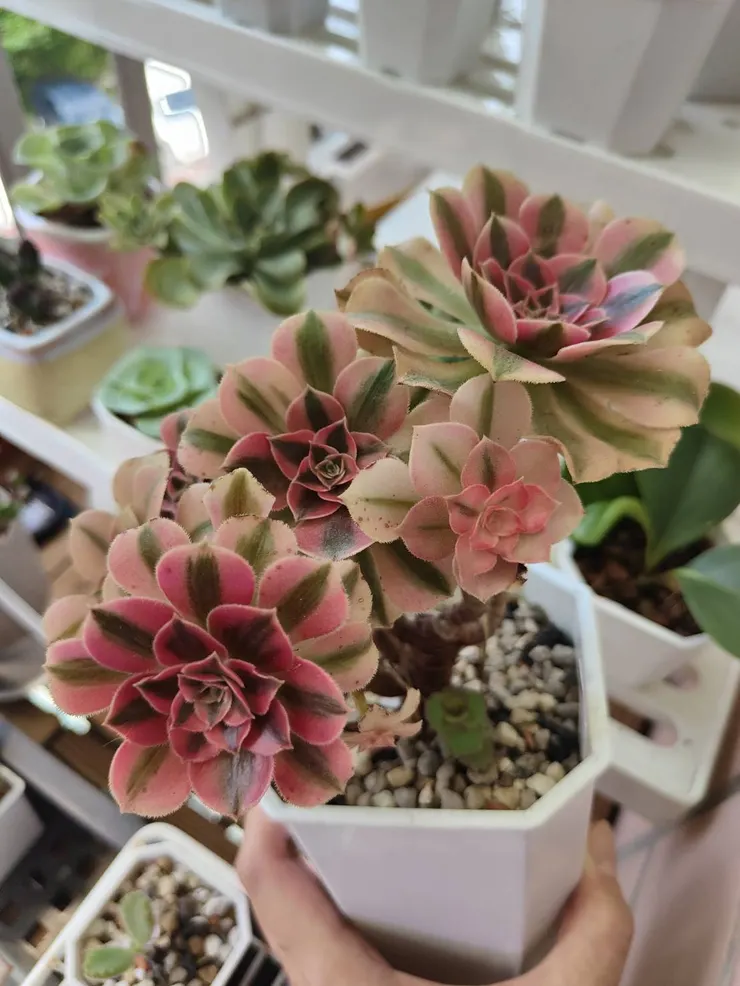 剛甦醒的粉女巫法師 