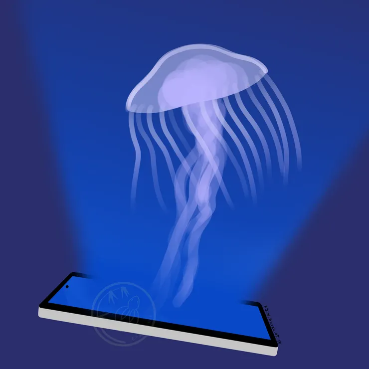 水母 2026.05