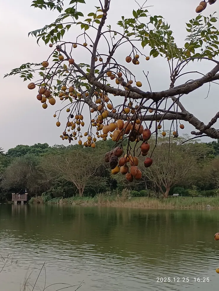 苦楝果結無人管，皆自拍攝