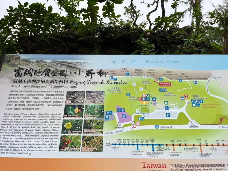 小野柳