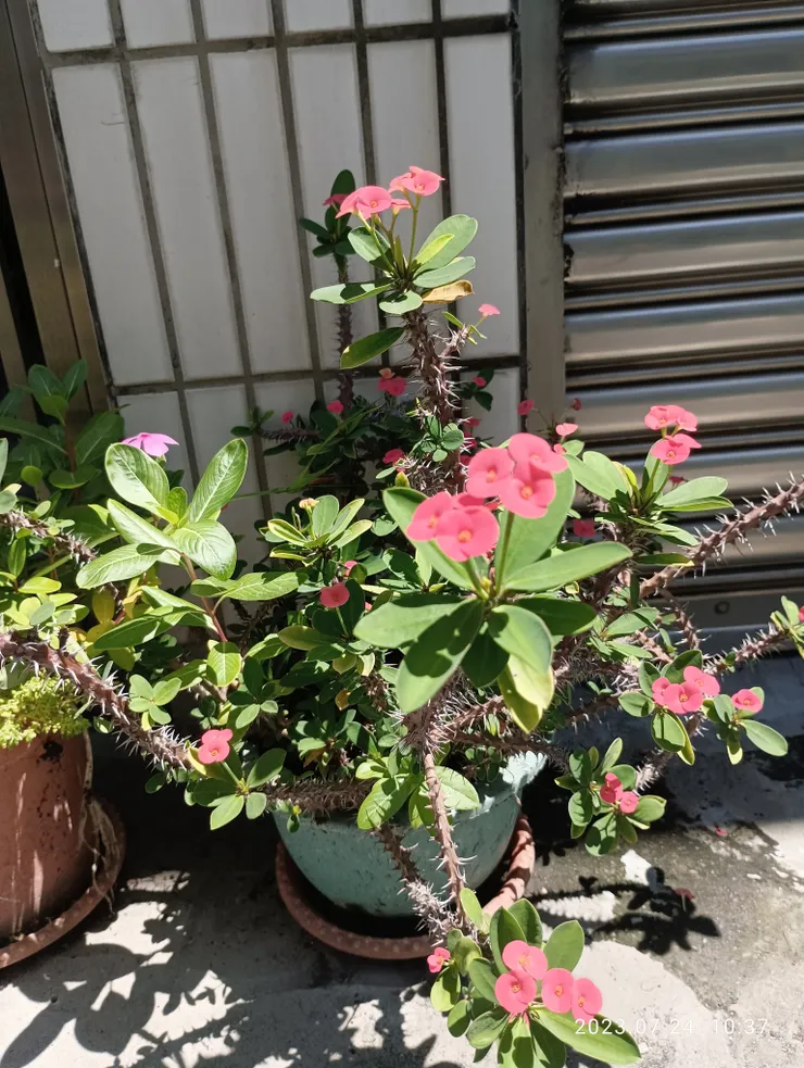 麒麟骨瘦花亂刺攲