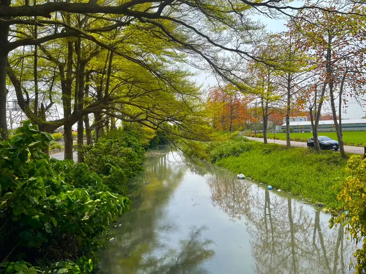 溪的另一側有整排的小葉欖仁，風景極佳。