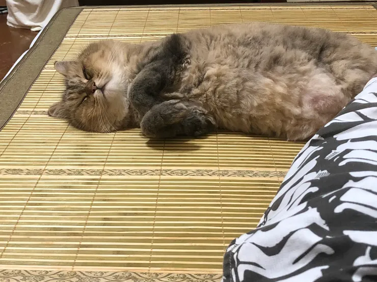 拍攝於2022/06/10 凌晨12:23，當時圓圓七歲