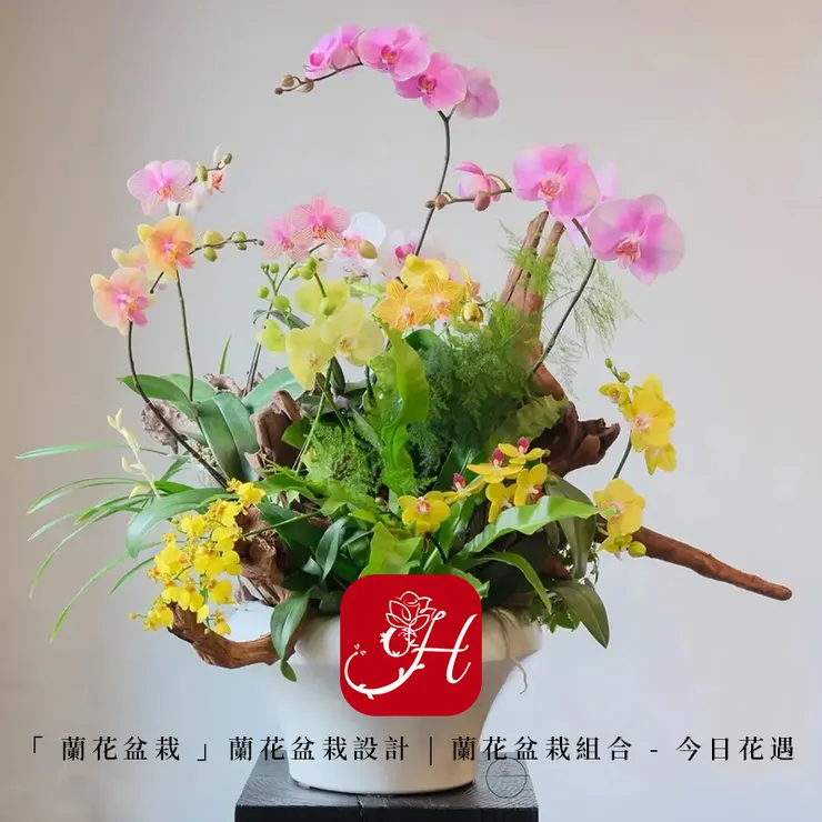 蘭花盆栽，蘭花盆栽設計，蘭花盆栽組合 seo