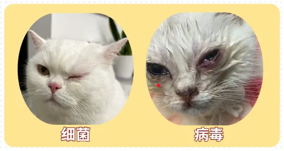 盡責的貓奴應隨時關注主子們雙眼的健康,若有異狀,請務必盡快就醫。