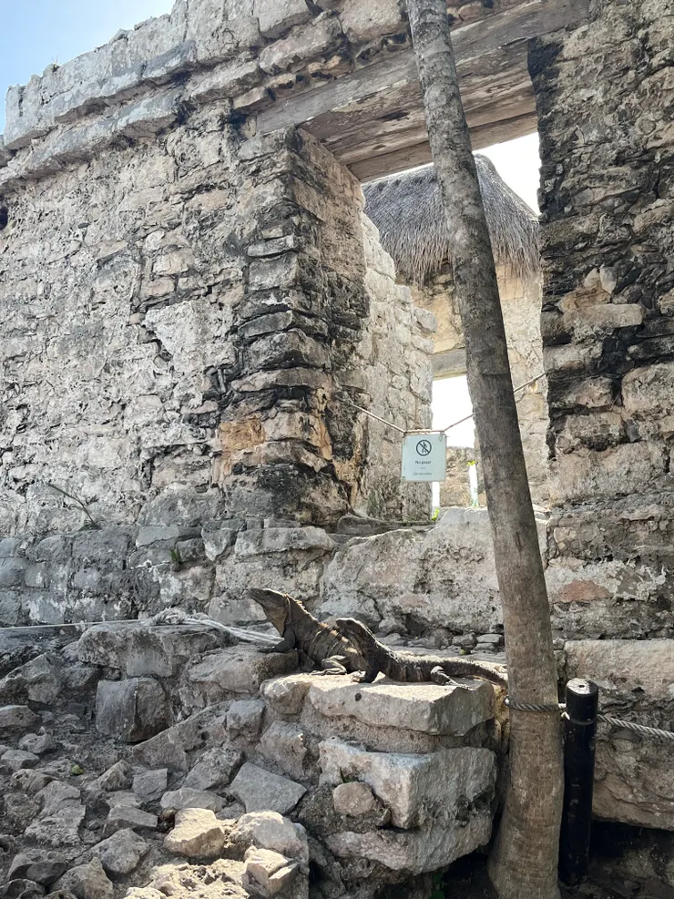 充滿蜥蜴的Tulum遺跡