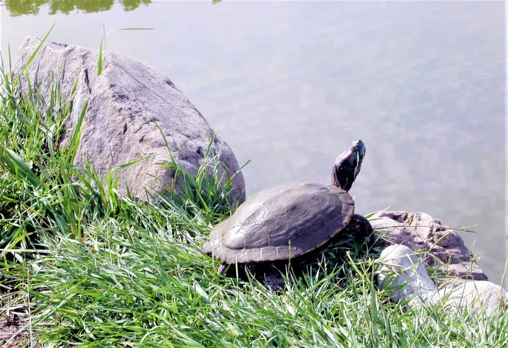 沉思的龜(李建崑攝影)