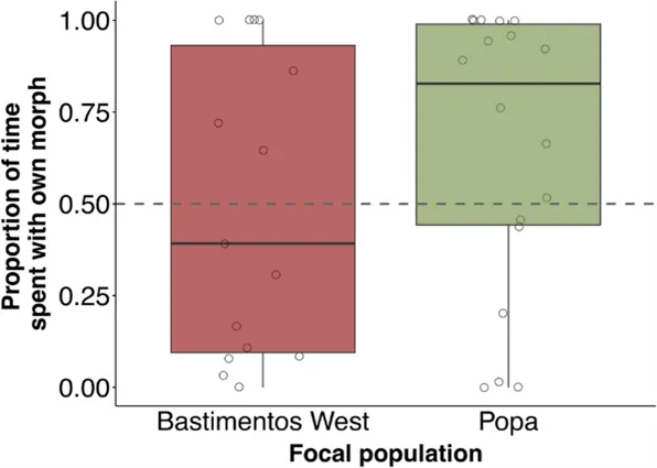 兩種族群的雄性與同色雌性相處時間比例。圖/SPRINGER LINK