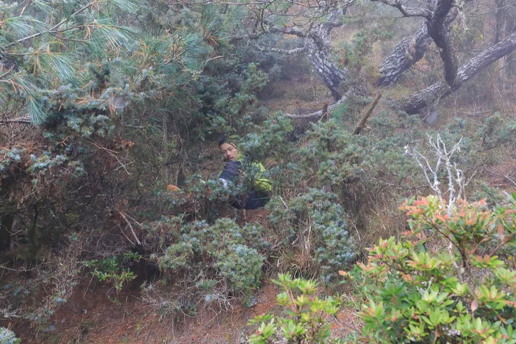 第一時間接觸，由於相機還掛在胸前，馬上留下這張現場照。當時植被還沒砍除，卡在刺柏叢間的小曾當時還能自主握住自己的大腿，仍在失憶後的回復。