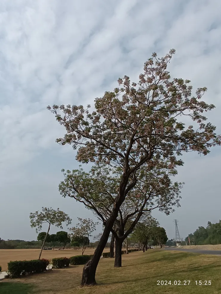排立苦楝紫花風吹清香