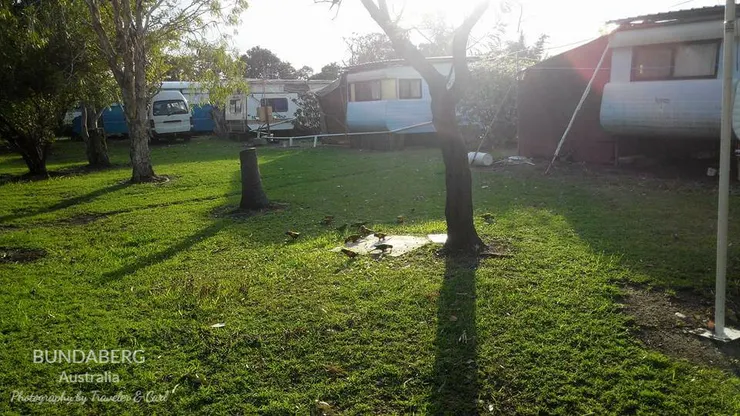 Bundaberg 車屋後方的彩虹鸚鵡