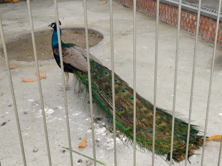 孔雀 真的會開屛