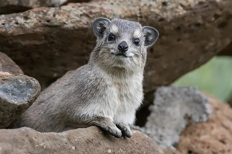 「沙番 shafan」是希伯來文「躲藏者」的意思，常見俗名為「岩蹄兔 hyrax」