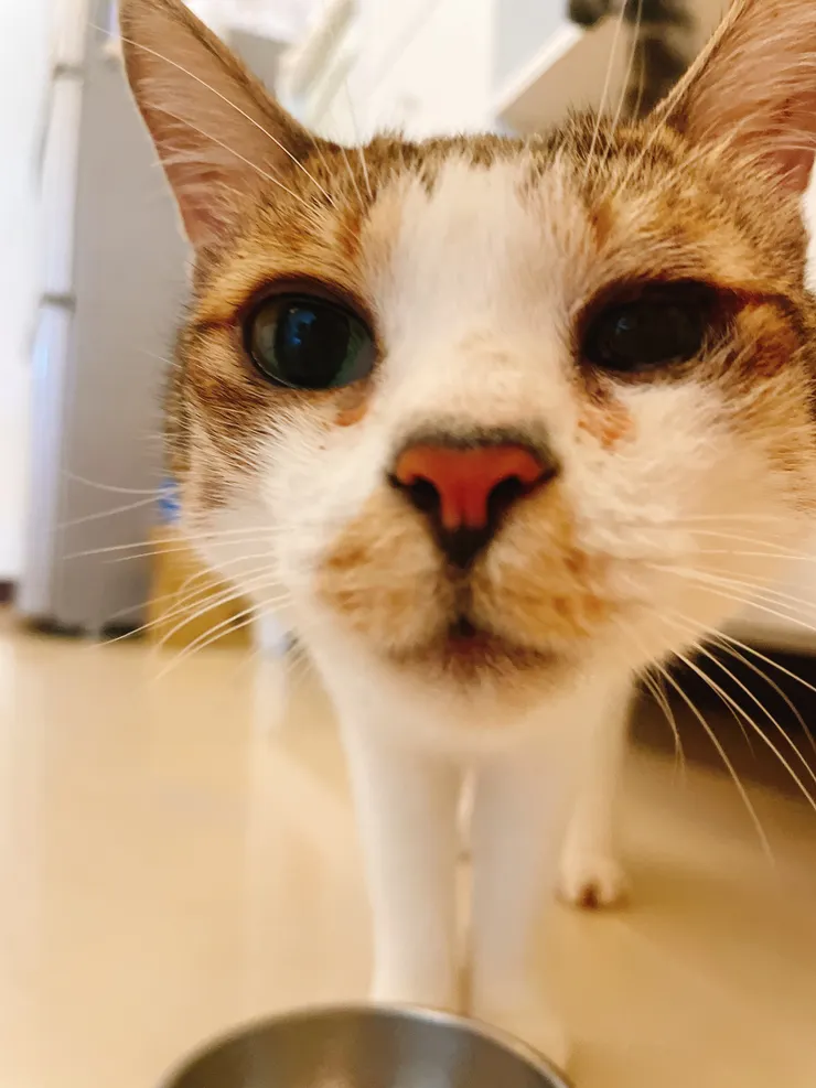 這麼可愛的臉蛋，怎麼可以少了眉毛和鼻子？！