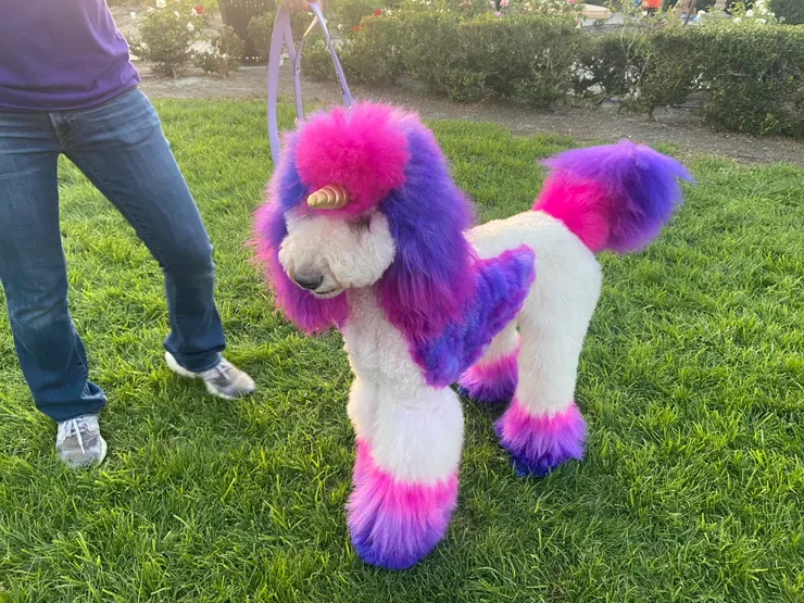 扮裝成獨角獸的大狗狗,有夠 Q