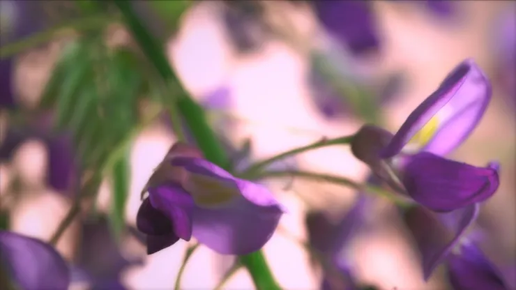 含苞待放的紫藤花暗喻藤壺中宮