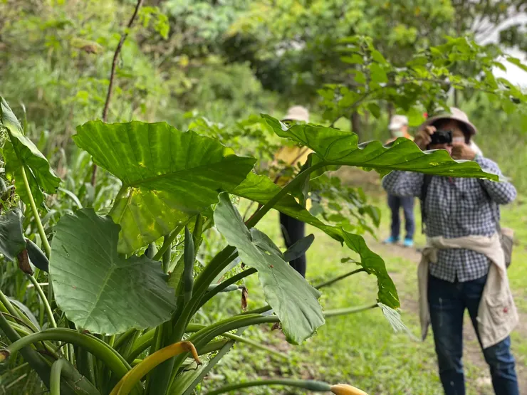 姑婆芋：姑婆芋是靠果蠅授粉，這株姑婆芋正好可見到它的各種型態。