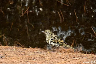 沒有看到帝雉，卻有虎鶇