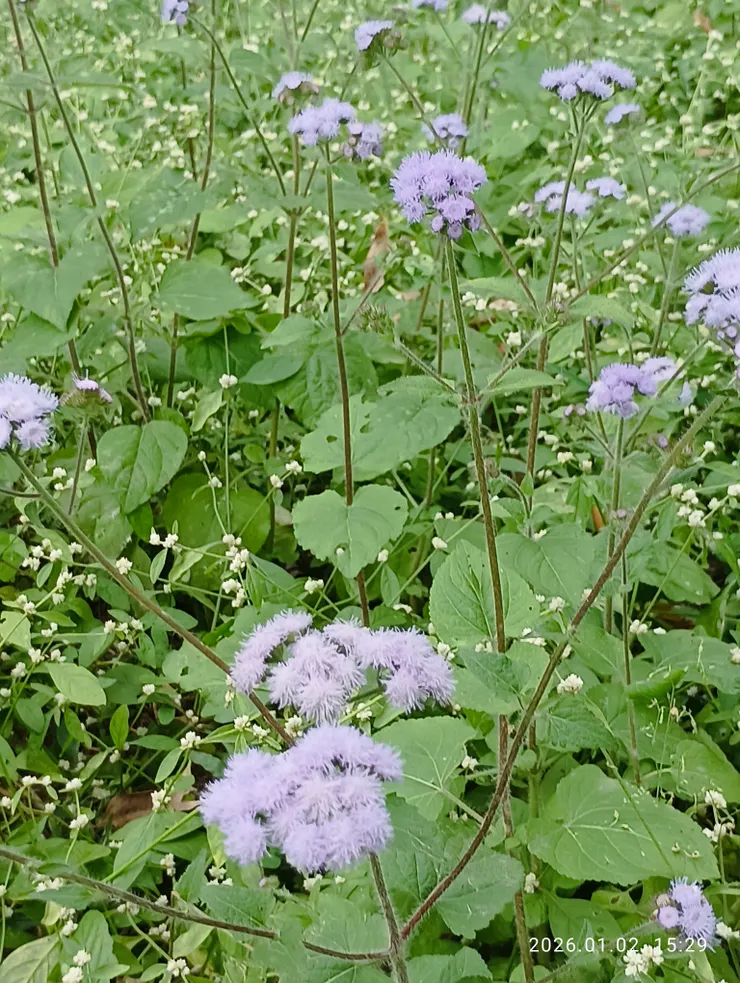 藿香薊/忍著冬寒/花顏仍盛