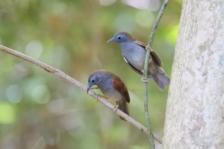 灰頭穗鶥  Gray-hooded Babbler