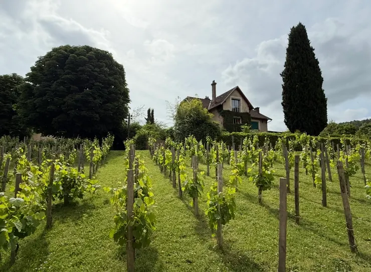 老橋旁居然有一片葡萄園