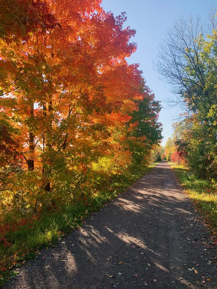 走在楓林小徑上，有說不出的舒服。