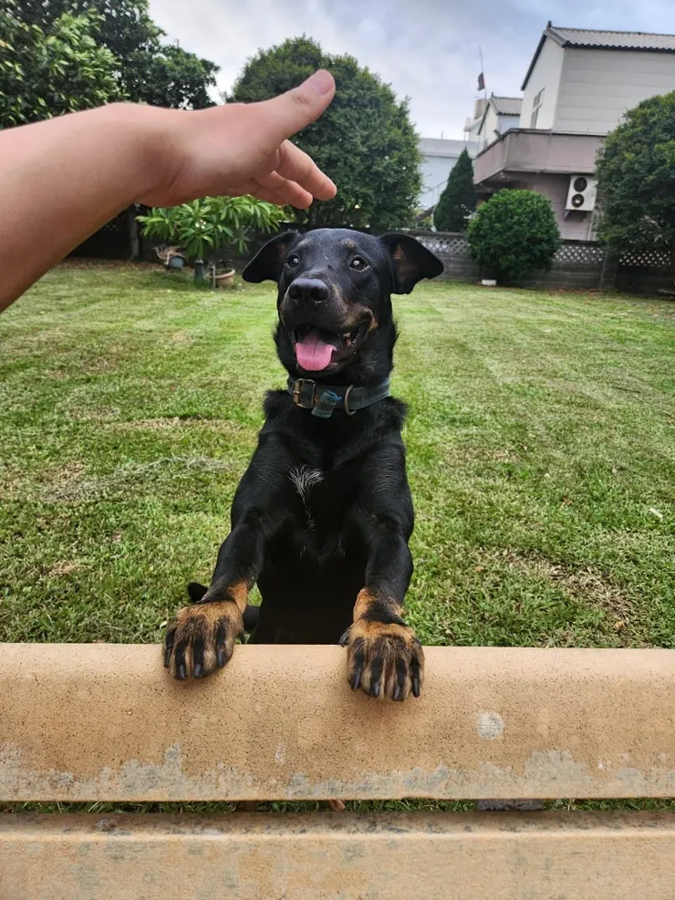 狗弟一時無法理解旅遊的意義