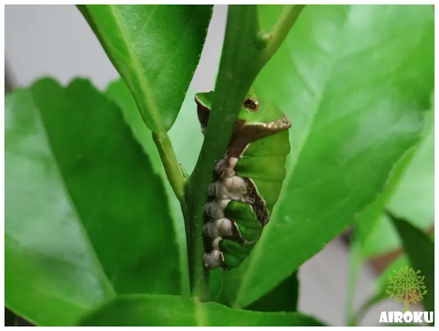 鳳蝶毛蟲準備化蛹