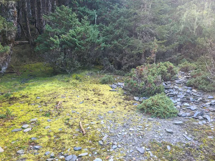 左股、右股河道交會