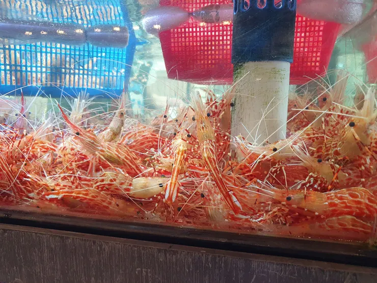 不知名的漂亮蝦子