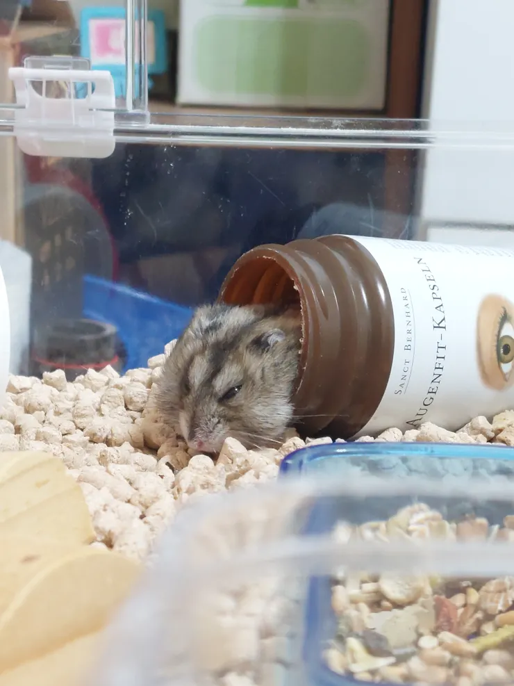 瓶子裡流出來的鼠