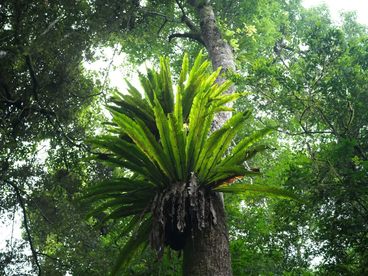 長著大山蘇的生命之樹：牛樟