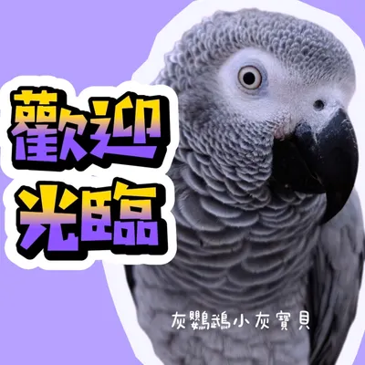 超級愛說話灰鸚鵡小灰還會對話「歡迎光臨鳥鳥愛芒果」