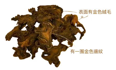 山裡的傳奇 — 金毛狗脊（祛風濕 、強腰膝）