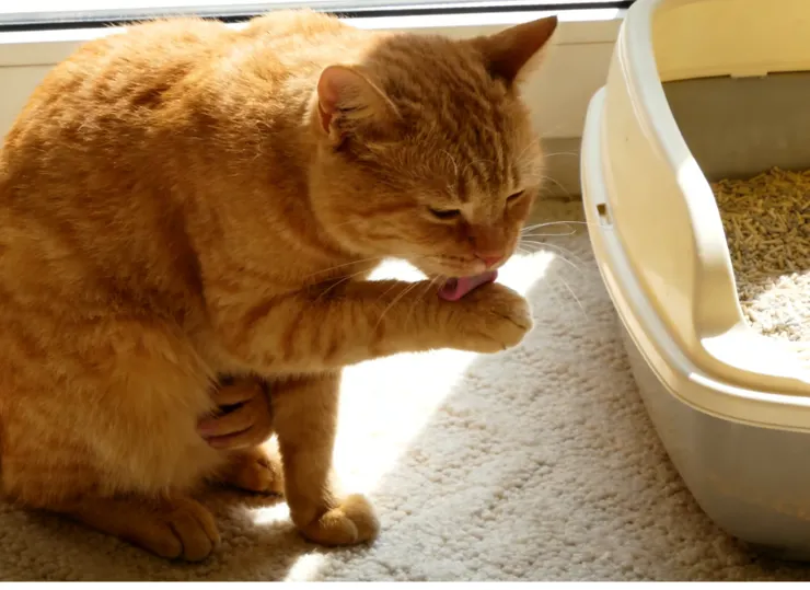 貓咪是出了名的潔癖