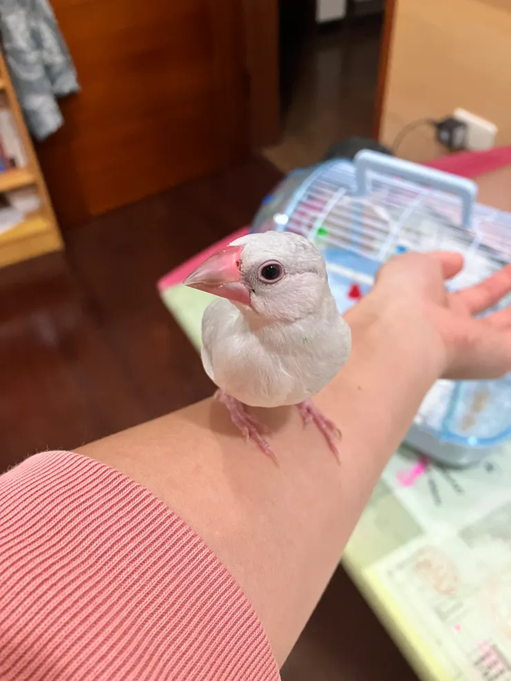 每次貝貝這個姿勢，都讓我覺得他很像在詢問我的意見，我等待我的反應，像故意要惹人生氣的小屁孩～