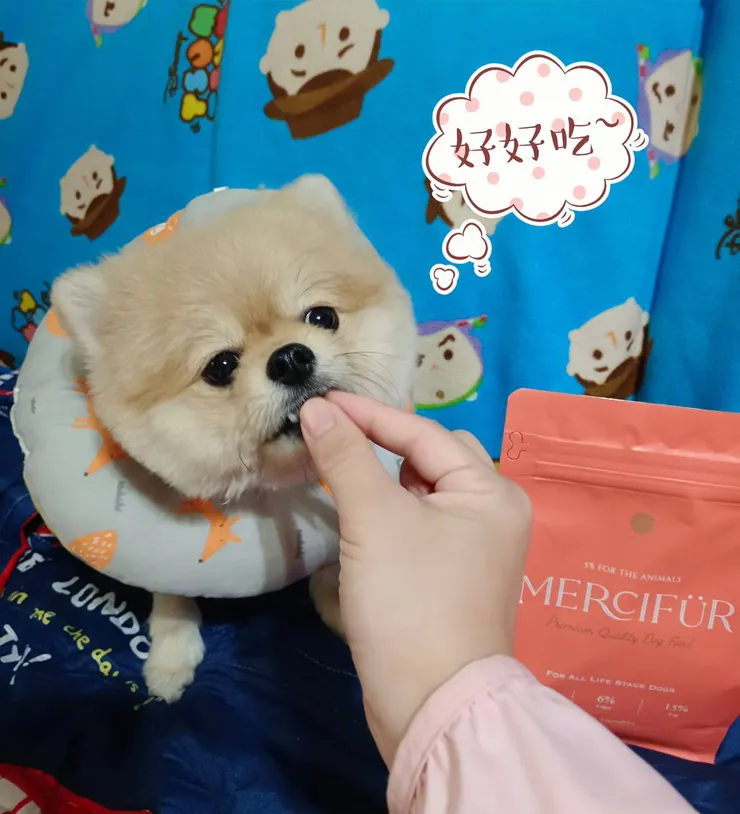 布咘 & 恩點 Mercifür & 豬人的手